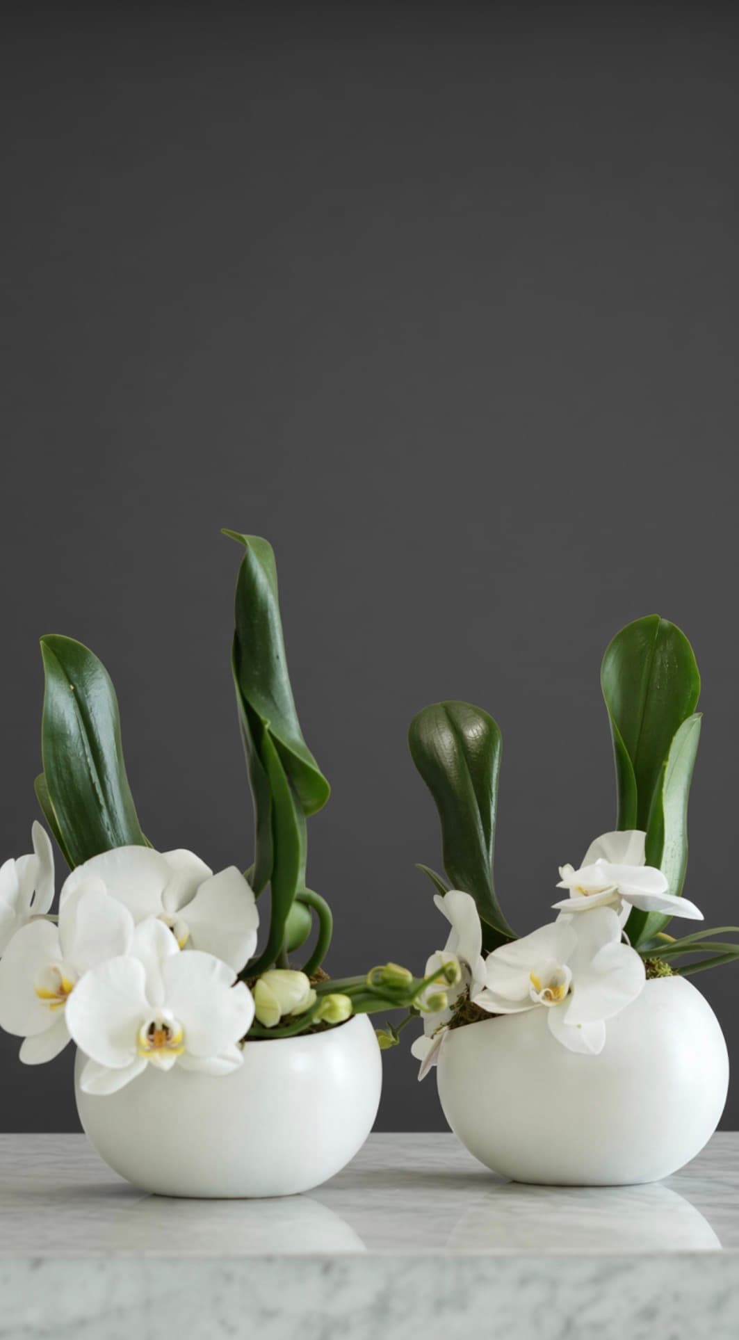 Orchid pair