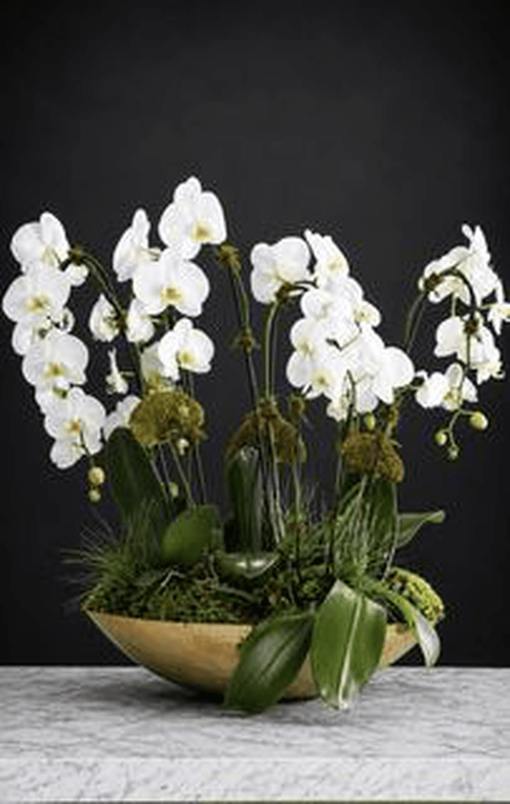Cascading white phalaenopsis orchids planted in a low gold dish
