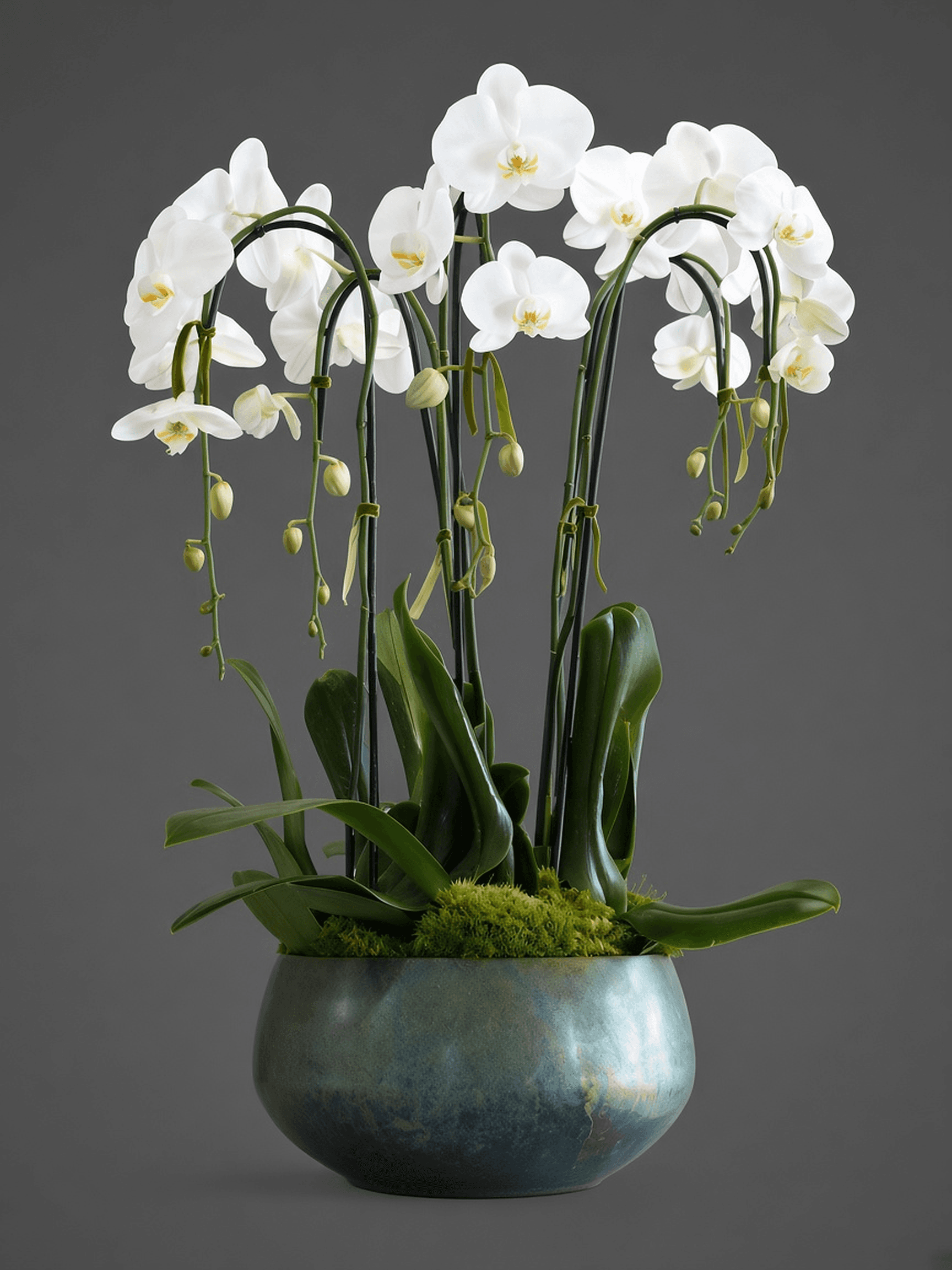 The Grand Orchid Composition