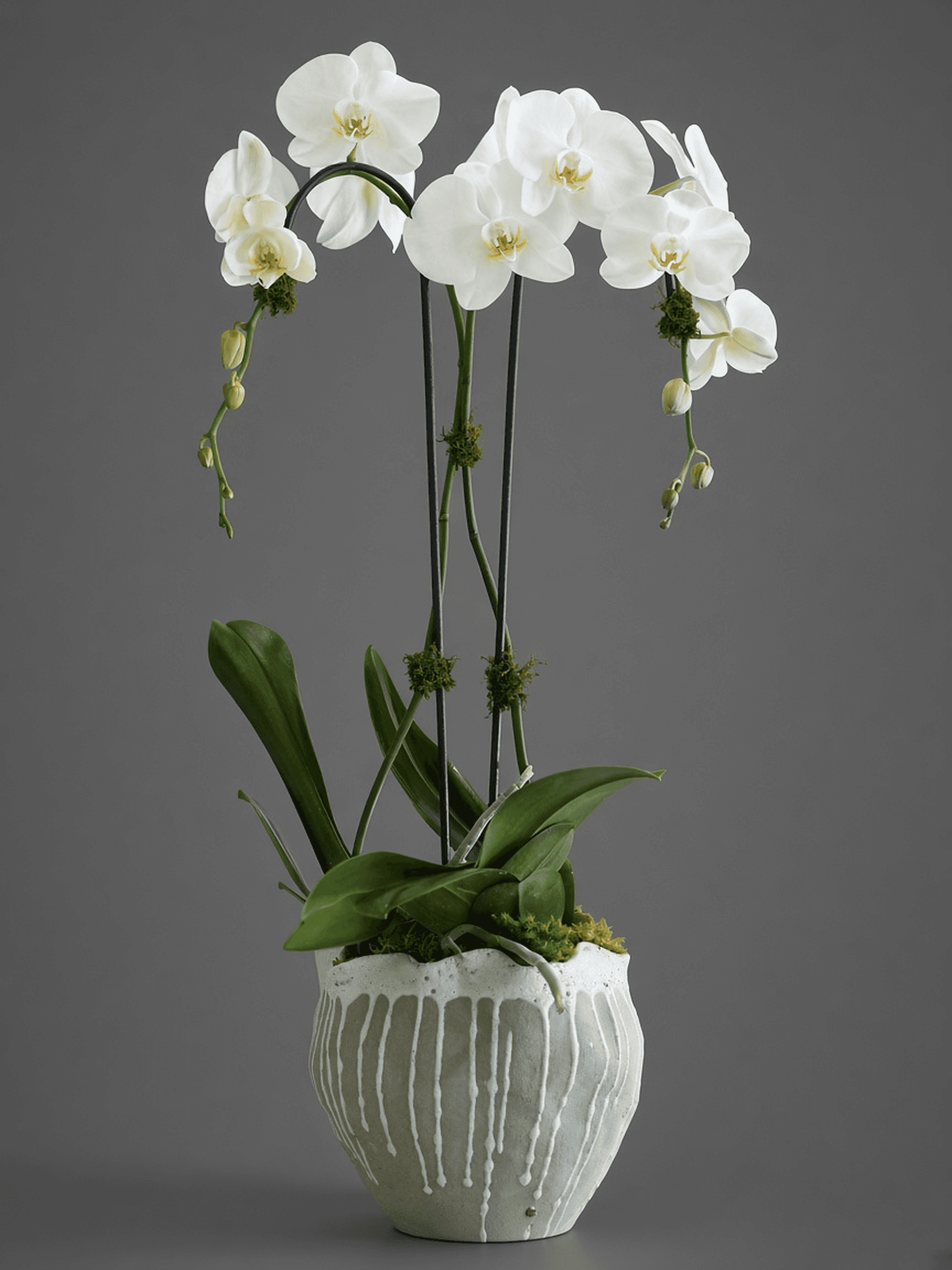 The Orchid Duo