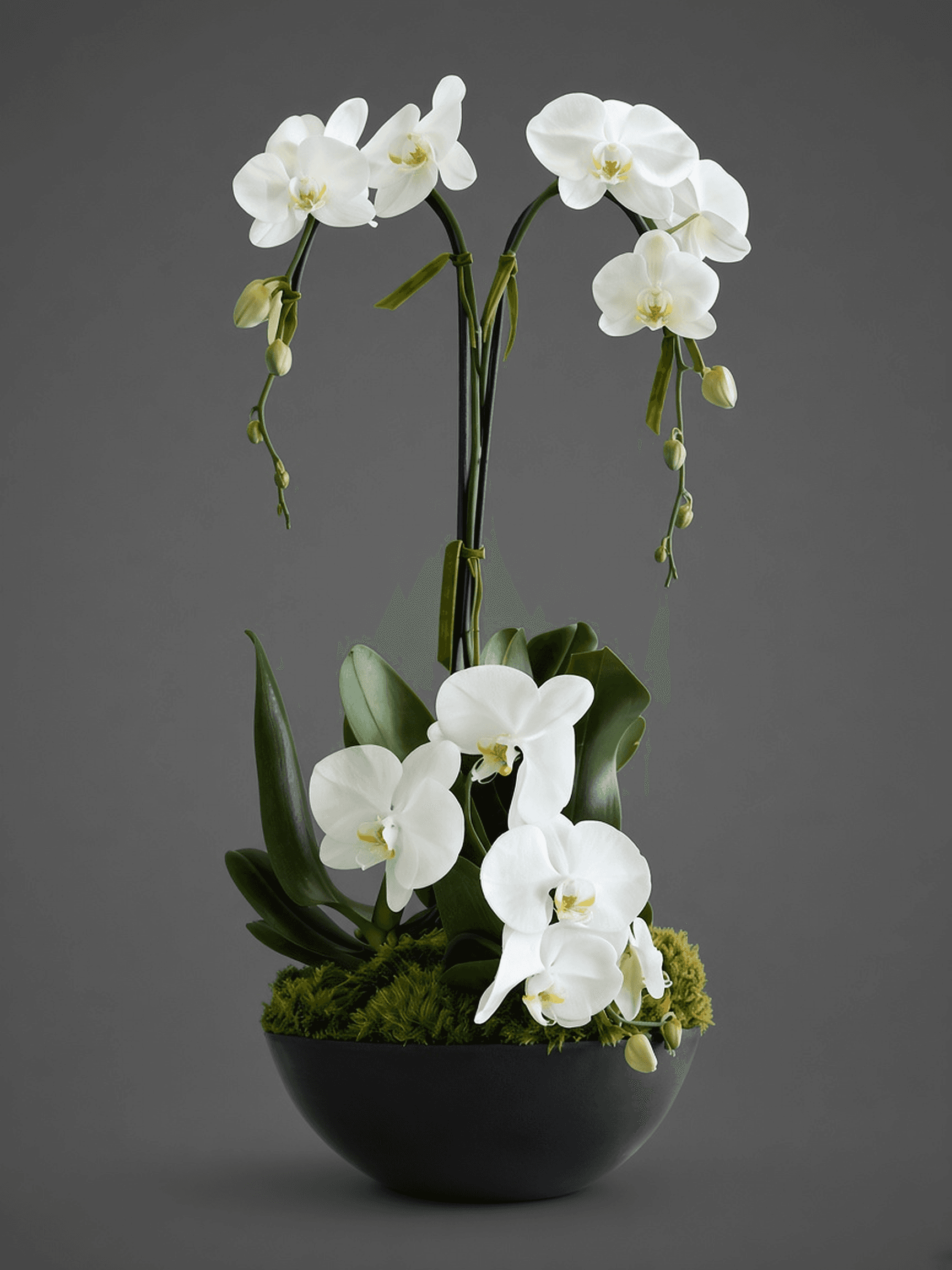The Orchid Trio