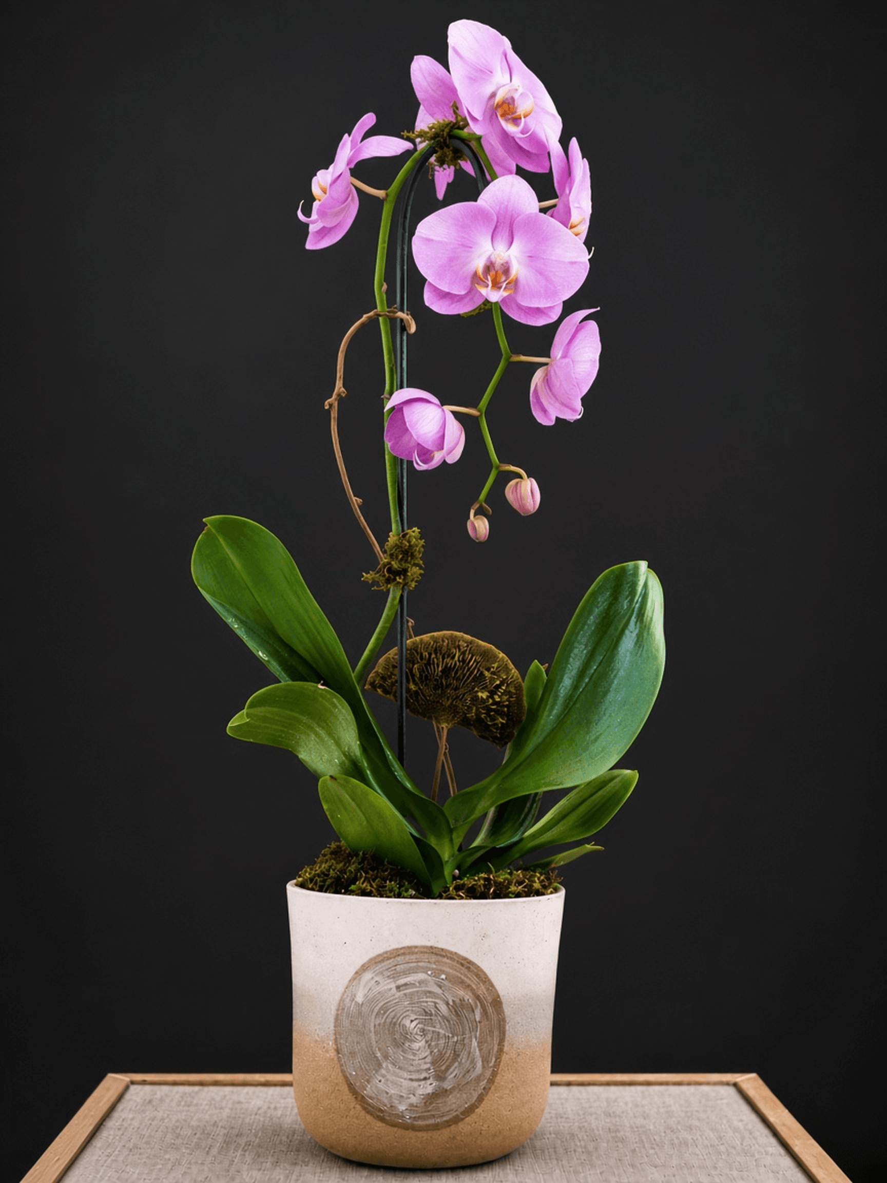 Single Orchid